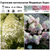 Гортензия метельчатая (Hydrangea paniculata) Меджикал Андес  С2 СП/25