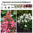 Гортензия метельчатая 