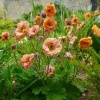 Гравилат речной (Geum rivale) Май Тай С2 НСп/26