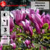 Магнолия гибридная (Magnolia hybrid) Сьюзан С3 СП/25