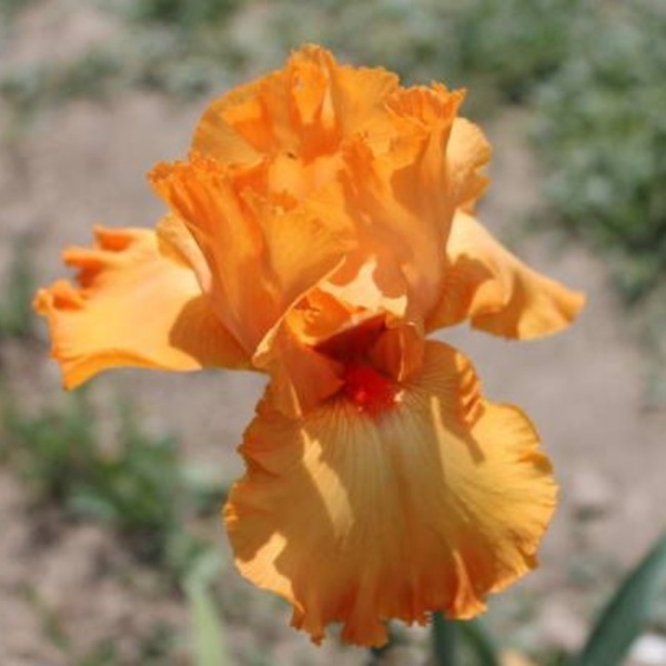 Основное изображение товара