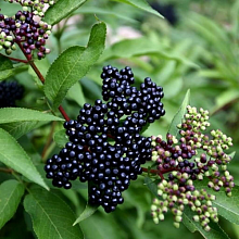 Бузина черная (Sambucus nigra) 50-80 С3 БАл/15