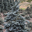 Пихта высокорослая 