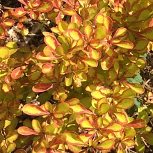 Основное изображение товара