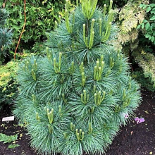 Основное изображение товара