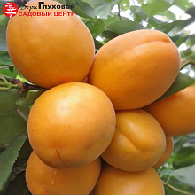 Основное изображение товара