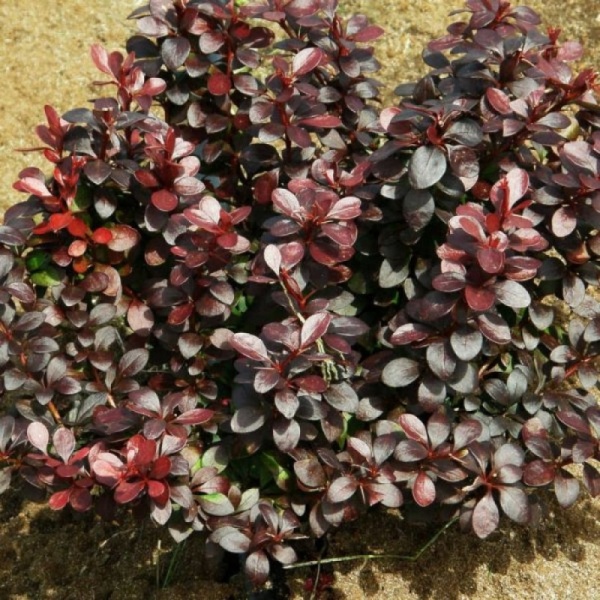 Основное изображение товара