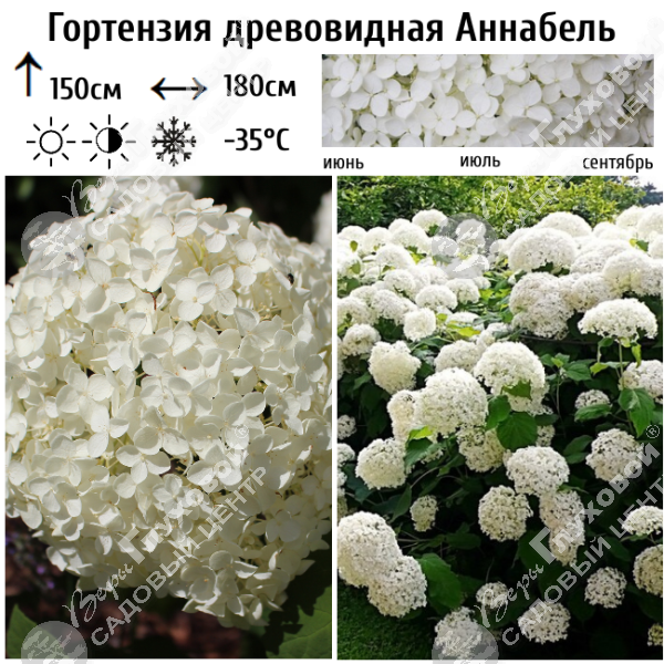 Гортензия древовидная "Аннабель" на фото