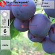 Слива 