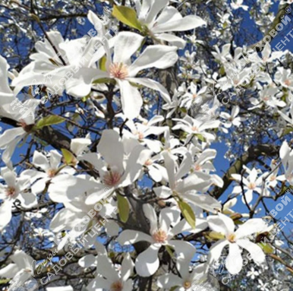 Магнолия Кобус на фото