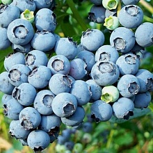 Основное изображение товара