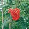 Рябина обыкновенная (Sorbus aucuparia) Веттра 8/10 С35 БАпп/26