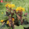 Бузульник зубчатый (Ligularia dentata) Твайлайт С3 ГлХ/26