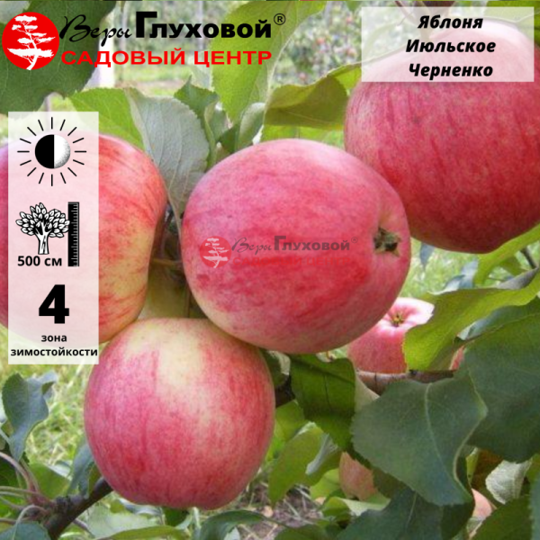 Яблоня Июльское Черненко (летний сорт)