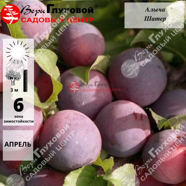 Алыча "Шатер" на фото