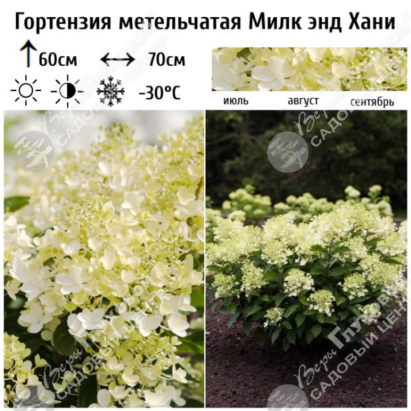 Гортензия метельчатая "Милк энд Хани" на фото