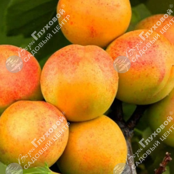 Абрикос "Триумф Севера" на фото