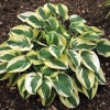 Хоста "Вайд Брим" на фото