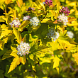Пузыреплодник калинолистный 