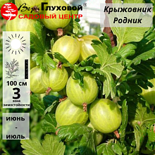 Крыжовник Родник (ранний сорт) Р9