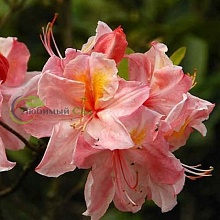 Основное изображение товара