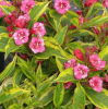 Вейгела цветущая (Weigela florida) Бригела С3 СП/25