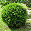 Туя западная 