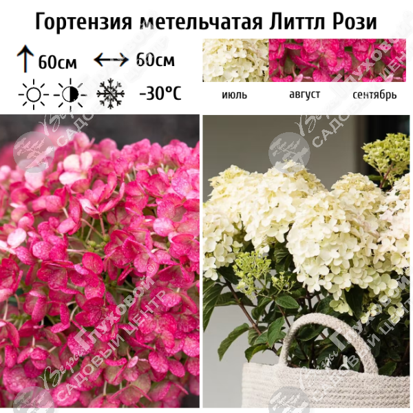 Гортензия метельчатая "Литтл Рози" на фото