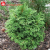 Туя западная (Thuja occidentalis) Страско С3 СП/23