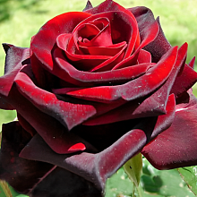 Основное изображение товара