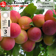 Основное изображение товара