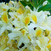 Основное изображение товара