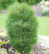 Крушина ломкая 