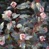 Пузыреплодник калинолистный (Physocarpus opulifolius) Литтл Джокер С3 СП/25