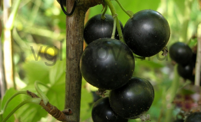 смородина Геркулес смородина Геркулес