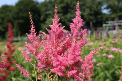 Астильба японская Астильба японская